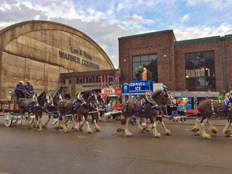 Clydesdales marching past the Coliseum, State Fair, 2017