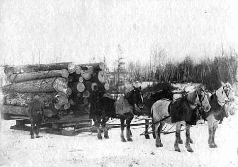 Hauling logs from Nixon Lumber Camp near Akeley Minnesota, 1895