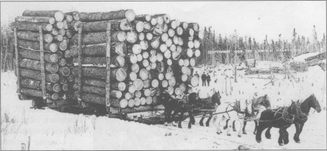 Sleigh drawn loads of logs - 1909 - near Blackduck Minnesota