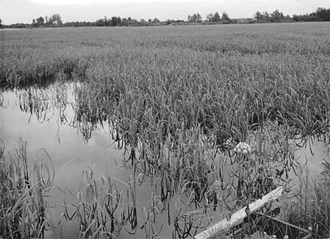 Wild rice paddy at Federal Dam in early August 1970