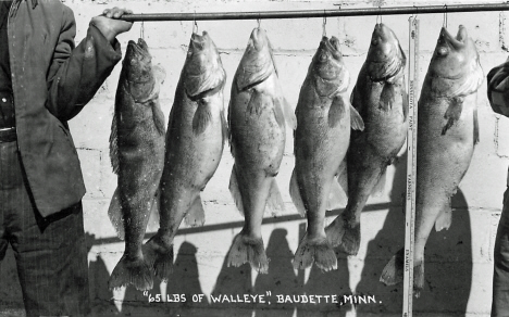 65 pounds of walleye, Baudette Minnesota, 1950's