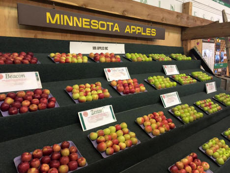 Minnesota apples on display at the Minnesota State Fair, 2016