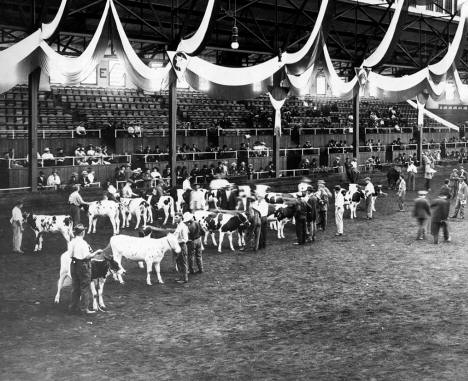 Cattle judging in the Hippodrome at the State Fair, 1913