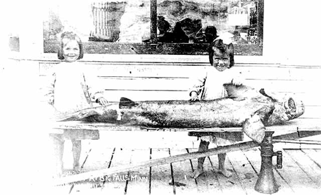 112 and 1/2 pound sturgeon caught at Big Falls Minnesota, 1908