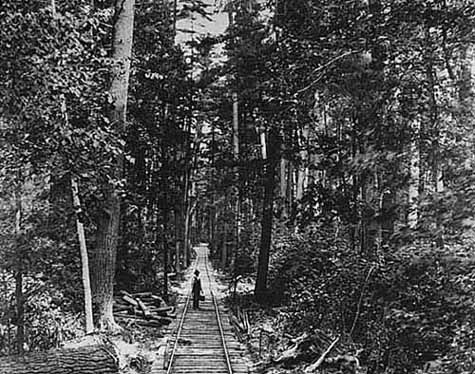 Man standing on railroad tracks in a heavily wooded area, Norway Beach at Cass Lake Minnesota, 1906