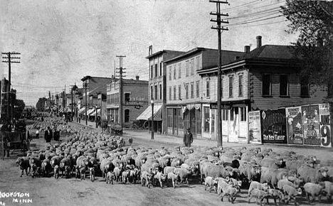 Campaign postcard showing a sheep drive down Main Street, Crookston, 1915