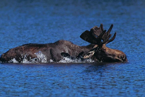 Moose in lake near Ely Minnesota, 2006
