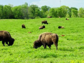 Meyer Buffalo and Beefalo Farm, Elysian Minnesota
