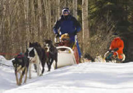 White Wilderness Sled Dog Adventures, Isabella Minnesota