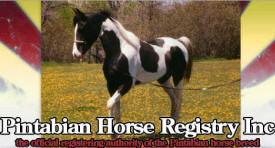 Pintabian Horse Registry, Karlstad Minnesota