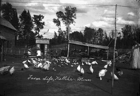 Feeding chickens, Kelliher Minnesota, 1905