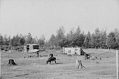 Cows grazing on cut-over land, near Mizpah, Minnesota, 1937