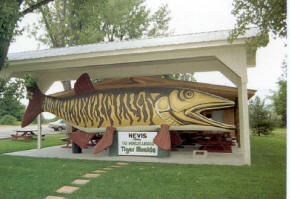 World's largest tiger muskie in Nevis Minnesota