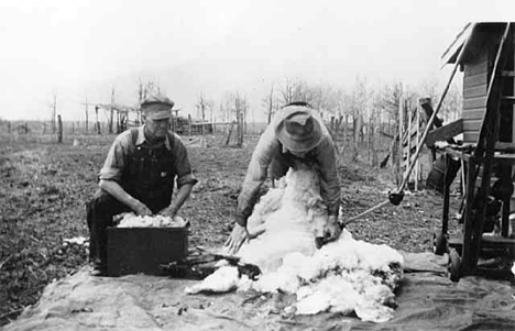 Sheep shearing near Onamia Minnesota, 1947