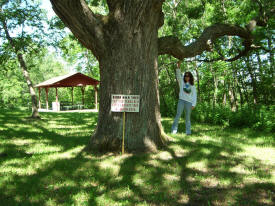Burr Oak Tree, Rushford Minnesota
