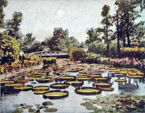 Lily Pads, Como Park, St. Paul Minnesota, 1906