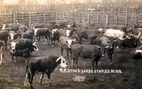Stockyards, Staples Minnesota, 1910