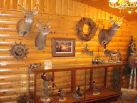 SECOND NATURE TAXIDERMY