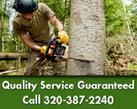 Tree & Stump Service - St. Cloud, MN - Boone's Tree Service - Tree Removal