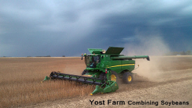 Yost Farm Combining Soybeans, Murdock Minnesota