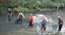 Lanesboro area fisheries biologists electro-fishing on a southeastern Minnesota trout stream. 