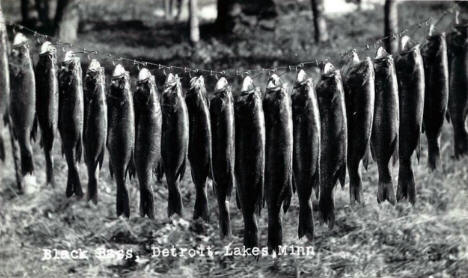 Stringer of Black Bass, Detroit Lakes Minnesota, 1939