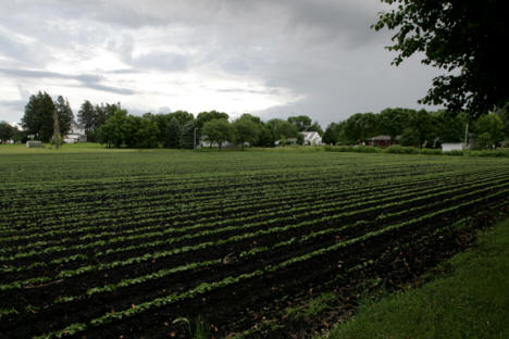 Farm Field next to Echo Minnesota, 2018
