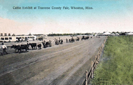 Cattle Exhibit at the Traverse County Fair, Wheaton Minnesota, 1909