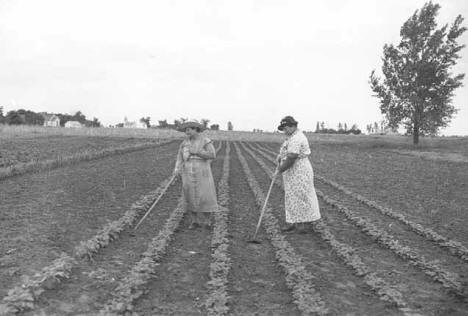 Women cultivating beans, Works Progress Administration garden at Norcross Minnesota, 1938