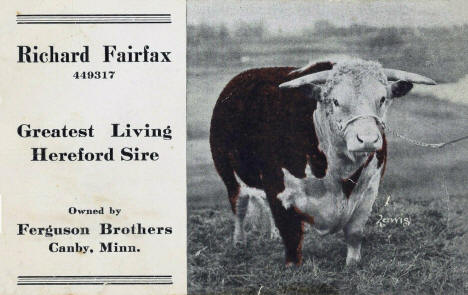 Richard Fairfax, Greatest Living Hereford Sire, owned by Ferguson Brothers, Canby, Minnesota, 1910s?